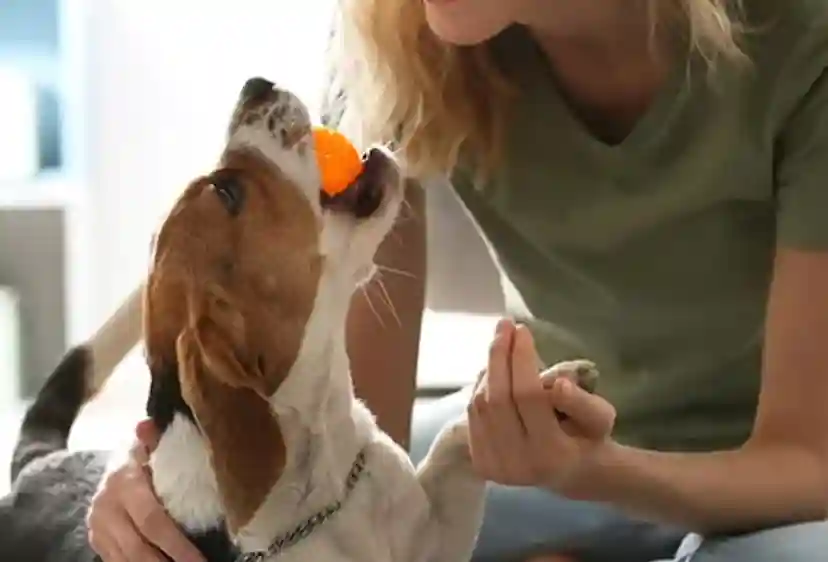 AKC Pet Insurance Reviews: Is It the Best Choice for Your Pet?