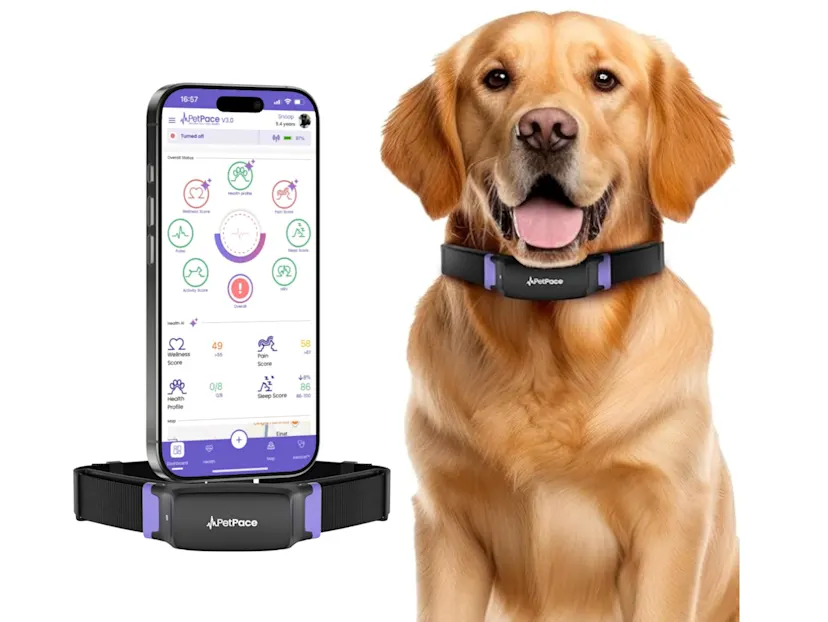 PetPace Smart Dog Collar Review (2026): Real-World Take