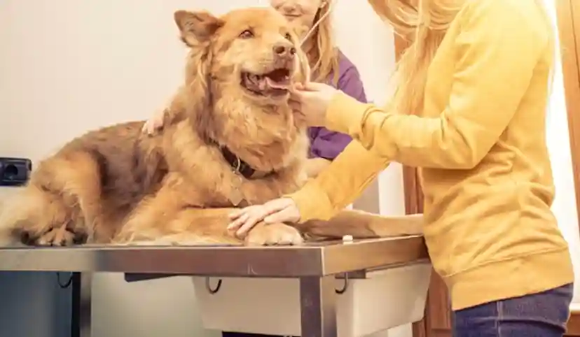 ASPCA Pet Health Insurance Reviews: Protecting Your Pet