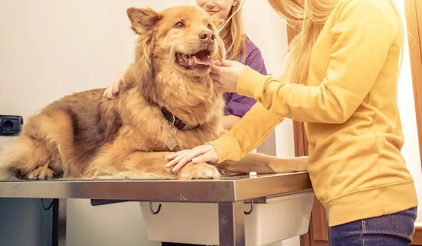 ASPCA Pet Health Insurance Reviews: Protecting Your Pet