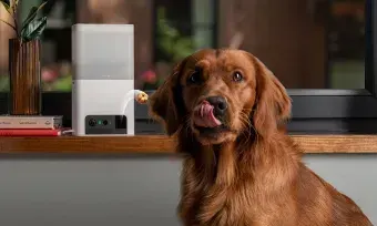Fetch by The Dodo Pet Insurance Review: Protecting Your Companion