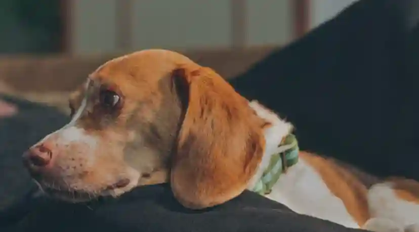 Figo Pet Insurance Review: Coverage, Cost & Features Explored