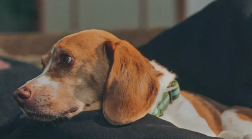 Figo Pet Insurance Review: Coverage, Cost & Features Explored
