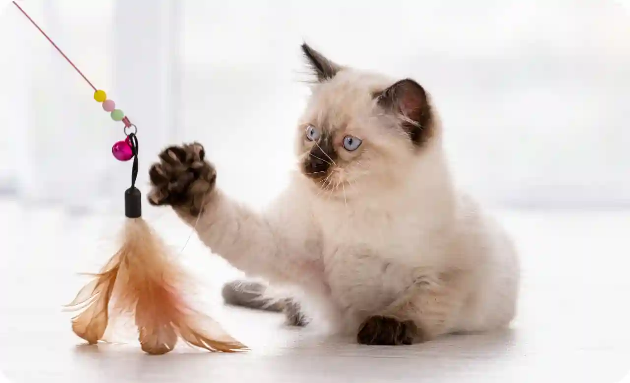 https://images.ctfassets.net/qh77wwp4t6l6/606ZuIjYRtb4kNYdm13SXt/afceebe880de174442df908e8d834486/manypets_Hero_Image.jpg