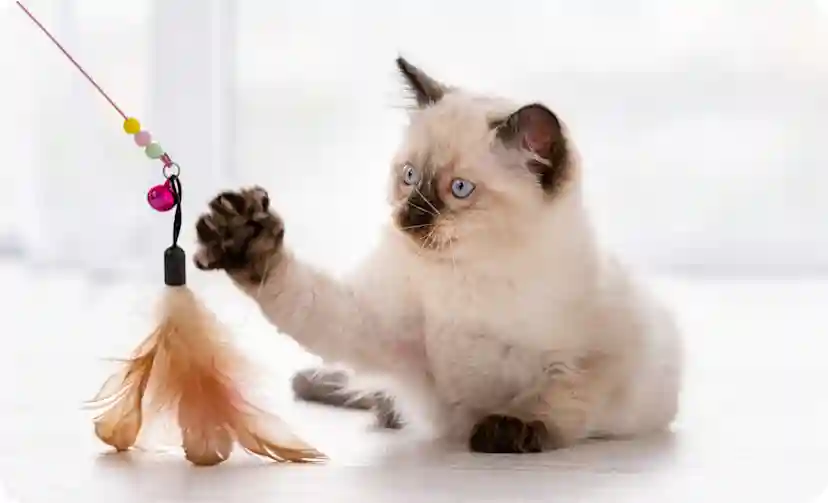 ManyPets Pet Insurance Review: Coverage, Cost & Is It Worth It?