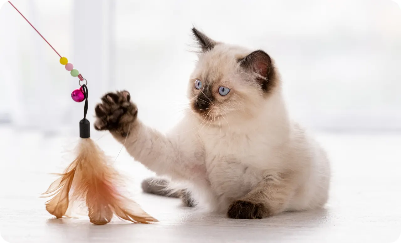 https://images.ctfassets.net/qh77wwp4t6l6/606ZuIjYRtb4kNYdm13SXt/afceebe880de174442df908e8d834486/manypets_Hero_Image.jpg