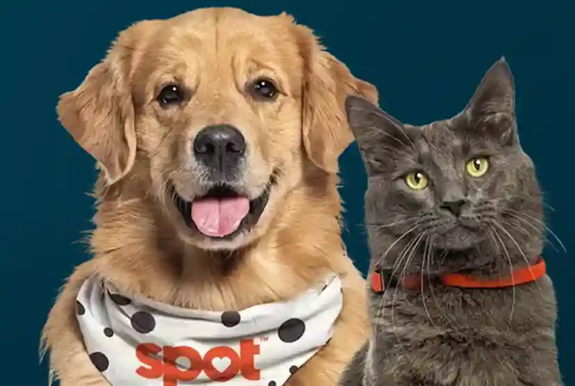 Spot Pet Insurance Reviews: A Comprehensive Look at Coverage and Value