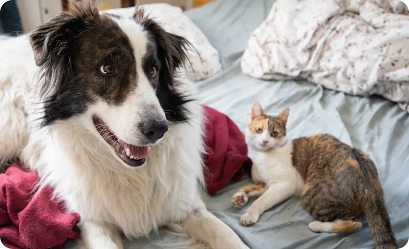 Lemonade Pet Insurance Reviews: Fast, Affordable, and Tech-Forward?