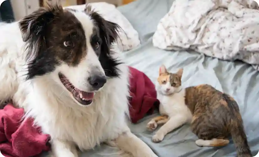 Lemonade Pet Insurance Reviews: Fast, Affordable, and Tech-Forward?