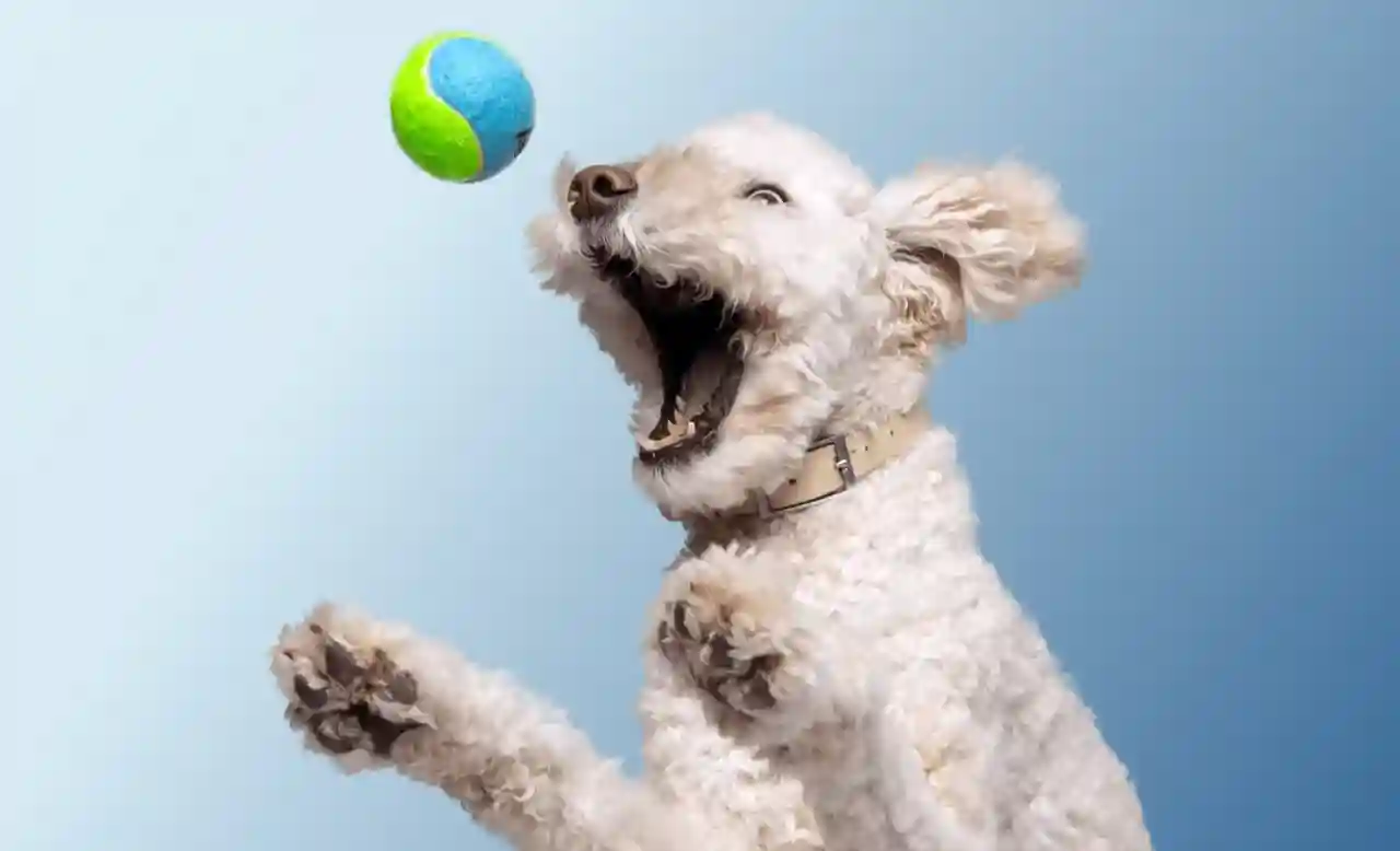 https://images.ctfassets.net/qh77wwp4t6l6/6hJKvGL9Yf87xuej7xVPuh/6a326ad992b36dffaccd5423e1020e1e/Embrace-Pet-Insurance_Hero_Image.jpg