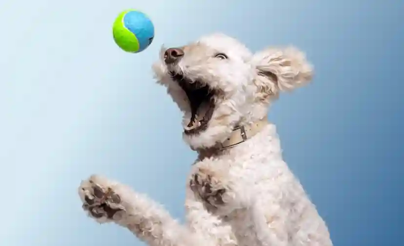 Embrace Pet Insurance Reviews: Comprehensive Coverage & Unique Benefits