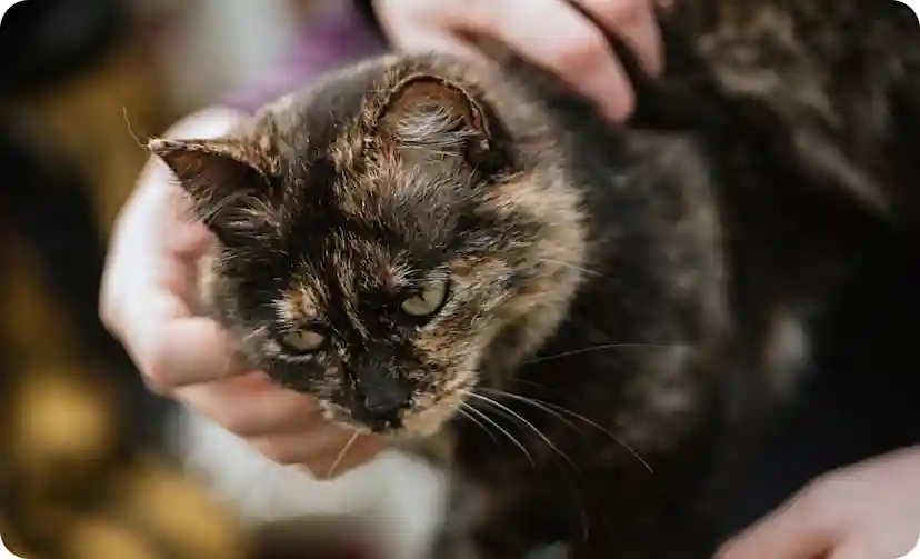Pets Best Insurance Reviews: Comprehensive Coverage or Cause for Paws?