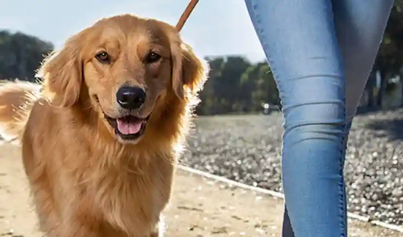 Healthy Paws Pet Insurance & Foundation: 2025 Review