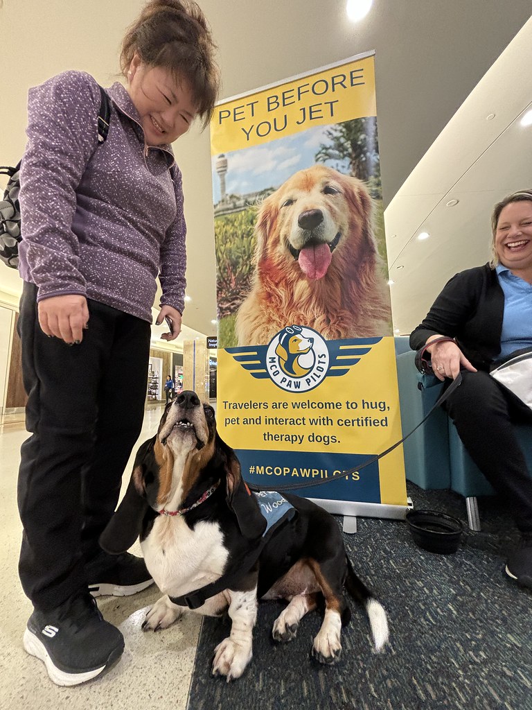 MCO Paw Pilots 2024 dog WOODY  sitting on the floor in front of a MCO Paw Pilots poster. A woman in a purple sweater looks down at WOODY.