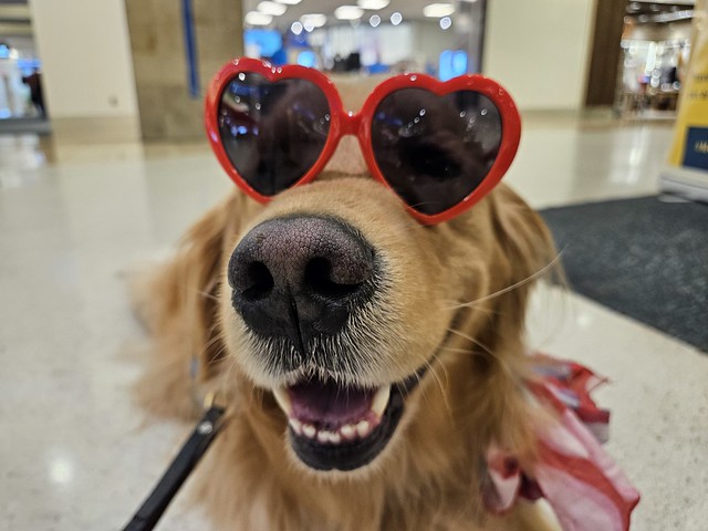 MCO Paw Pilots 2024 dog VICTOR wearing red hart sunglasses.