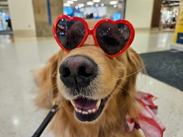 MCO Paw Pilots 2024 dog VICTOR wearing red hart sunglasses.