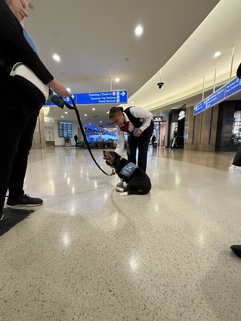 MCO Paw Pilots 2024 dog WOODY  sitting on the floor in a Terminal at MCO being petted by a MCO employee.