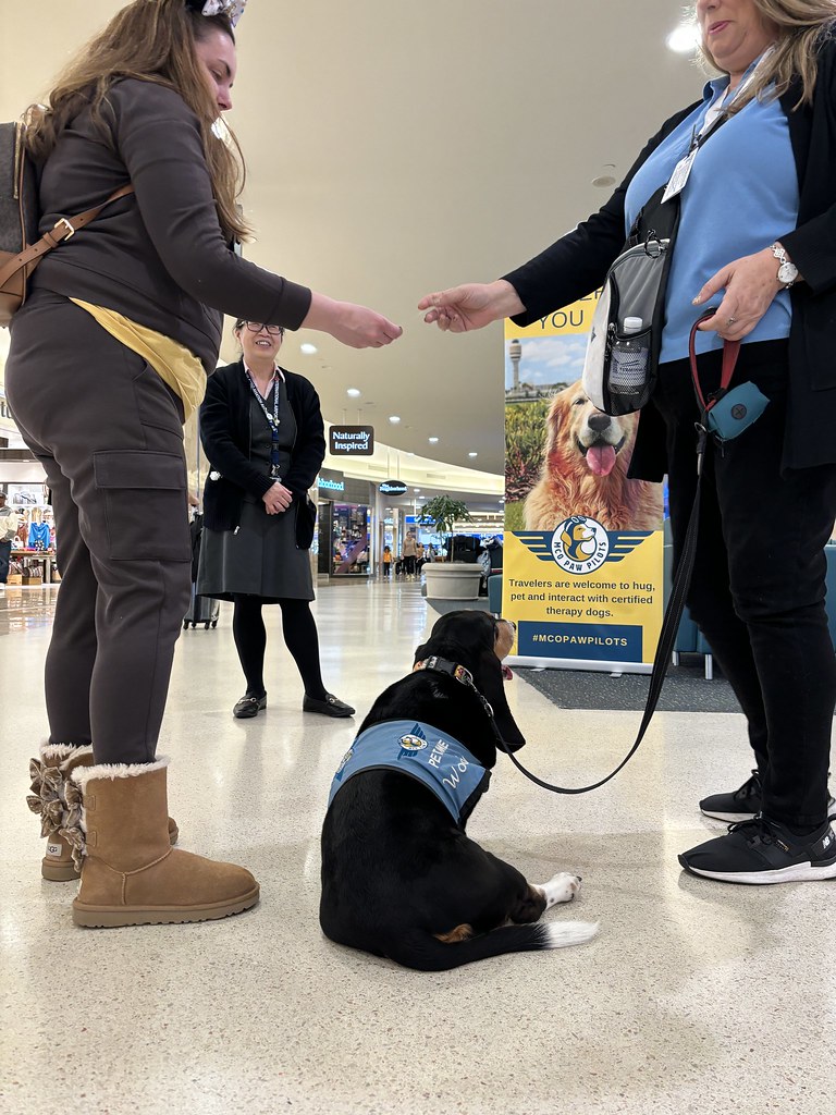 MCO Paw Pilots 2024 dog WOODY  sitting on the floor in front of a MCO Paw Pilots poster. A MCO Paw Pilots volunteer is handing out MCO Paw Pilots trading cards to people.