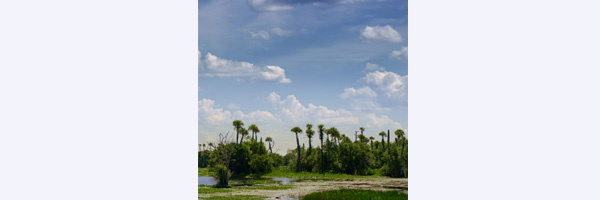 FLORIDA WETLAND
Location: Orlando Wetlands Park
Species: Great White Egret, American Coots, Black Bellied Whistling Ducks, Red-Shouldered Hawk, Alligators