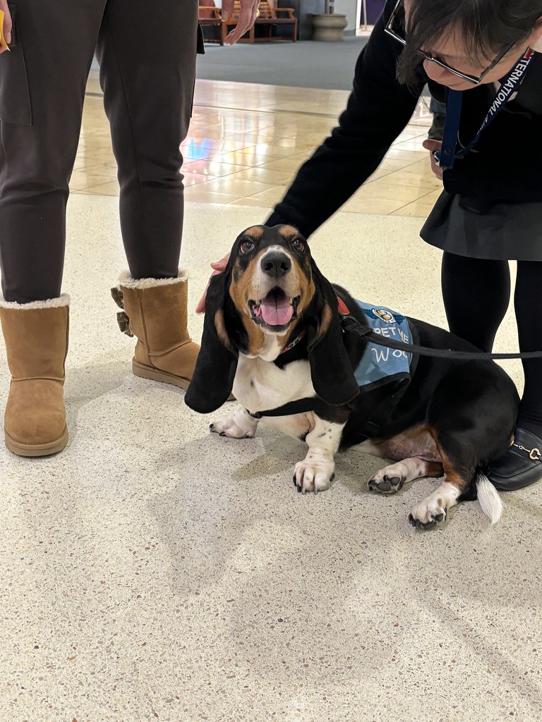 MCO Paw Pilots 2024 dog WOODY  sitting on the floor in a Terminal at MCO being petted by people.