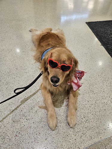 MCO Paw Pilots 2024 dog VICTOR sitting on the floor inside MCO terminal wearing red hart glasses.
