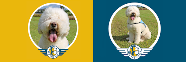 MCO Paw Pilots retired dog WINSTON.