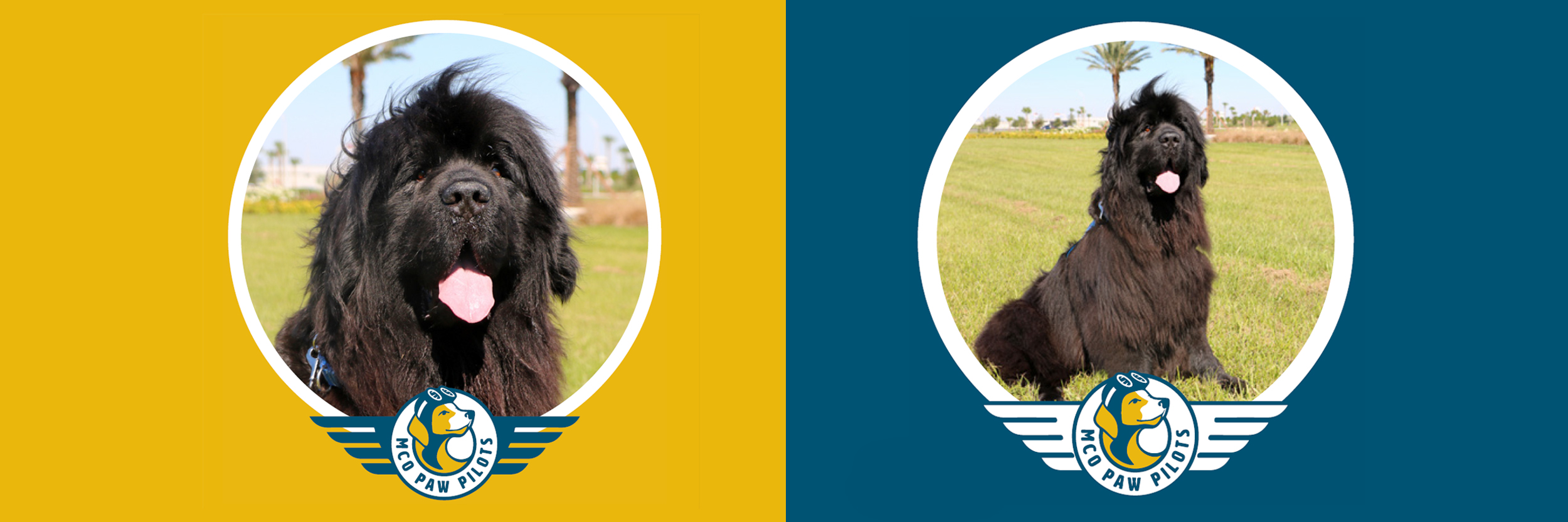 Paw-Pilots-FITZROY-two-photos-side-by-side