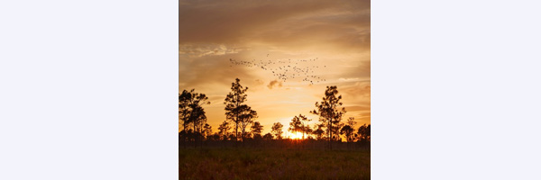 SUNSET
Location: Herky Huffman/Bull Creek Wildlife Management Area
Species: Ibis