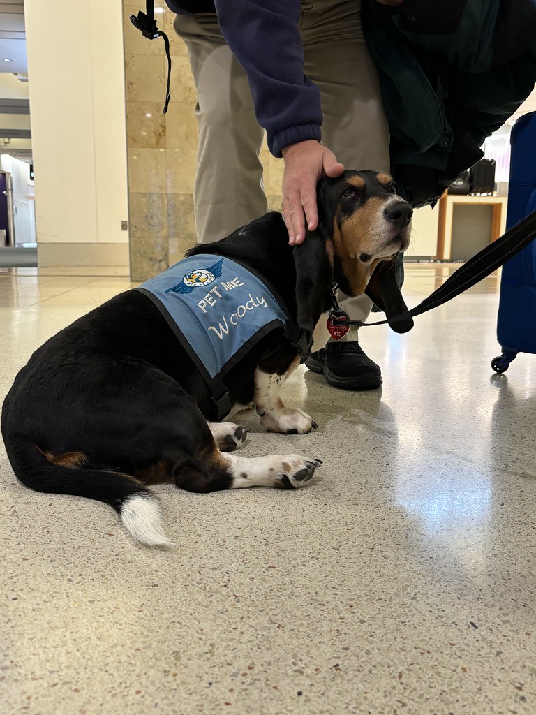MCO Paw Pilots 2024 dog WOODY sitting on the floor at a MCO terminal is being petted by a middle aged man.