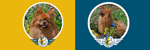 MCO Paw Pilots active dog LIVVIE.