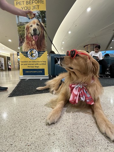 MCO Paw Pilots 2024 dog VICTOR sitting on the floor in front of a MCO Paw Pilots poster inside a MCO terminal.
