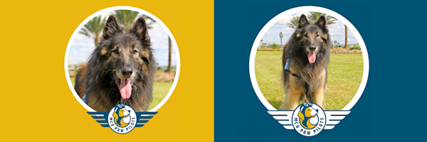 Paw Pilots BEAUMONT