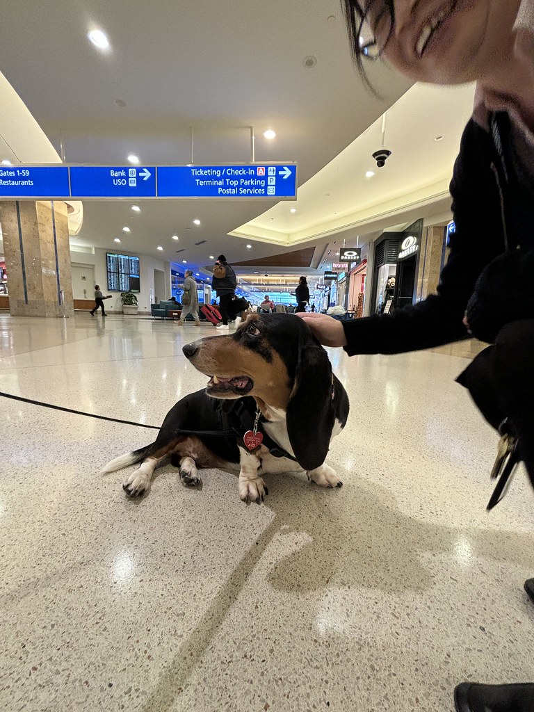 MCO Paw Pilots 2024 dog WOODY  sitting on the floor in a Terminal at MCO being petted by a MCO employee.