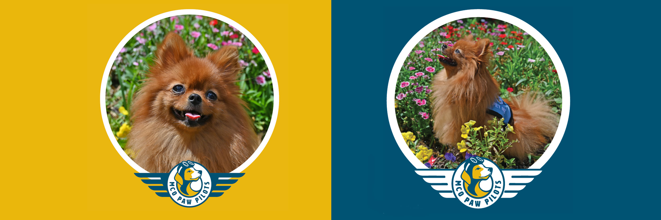 Paw Pilots LIVVIE