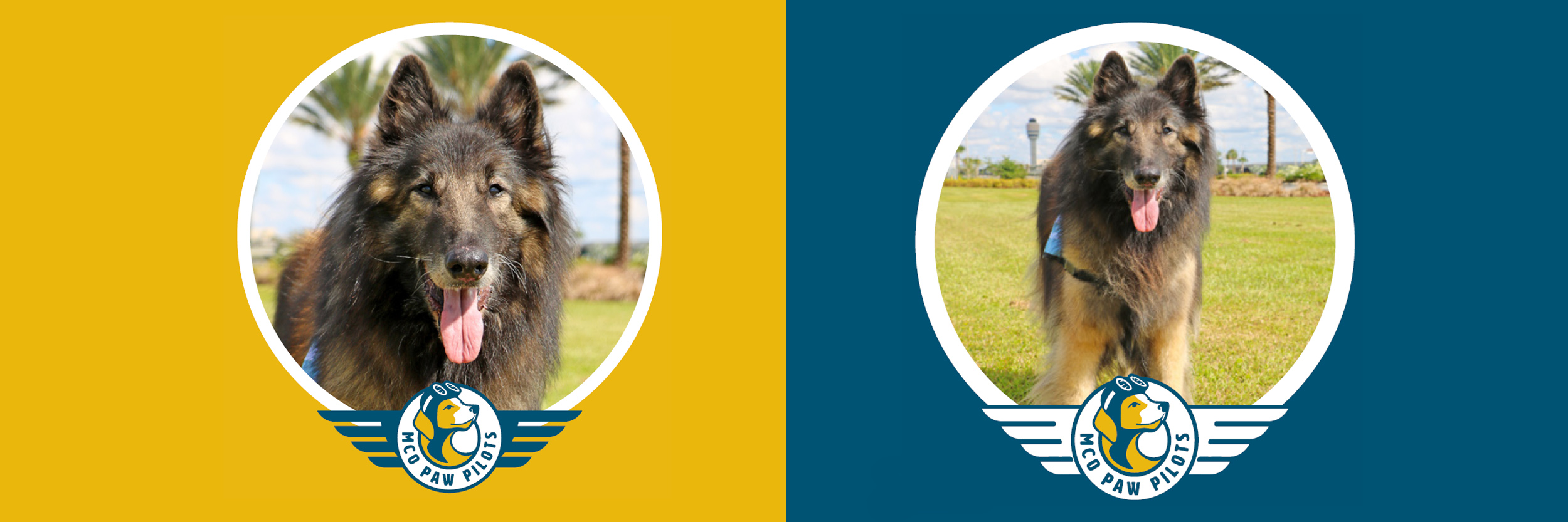 MCO Paw Pilots retired dog BEAUMONT.