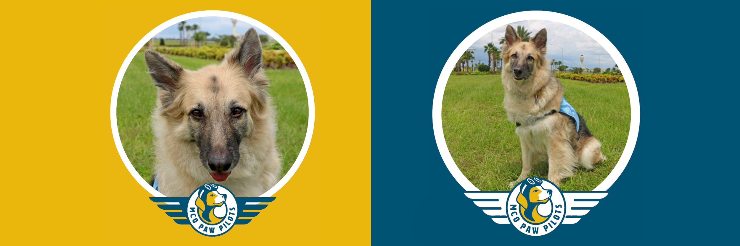 MCO Paw Pilots retired dog TORI.