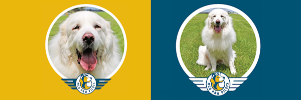 Paw Pilots DUKE