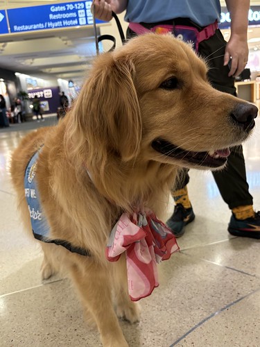 MCO Paw Pilots 2024 dog VICTOR walking in MCO.
