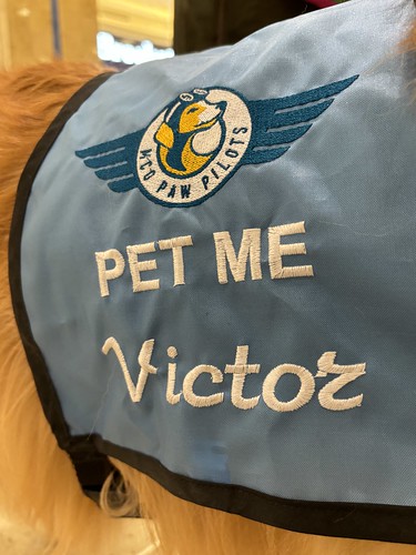 MCO Paw Pilots 2024 dog VICTOR wearing harness that says, "Pet Me Victor."
