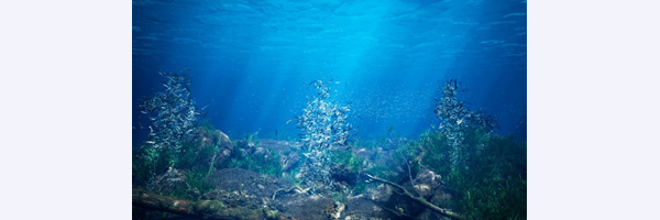 School of Fish