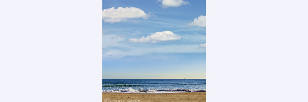 BEACH
Location: Satellite Beach
Species: Pelicans, Sandpipers