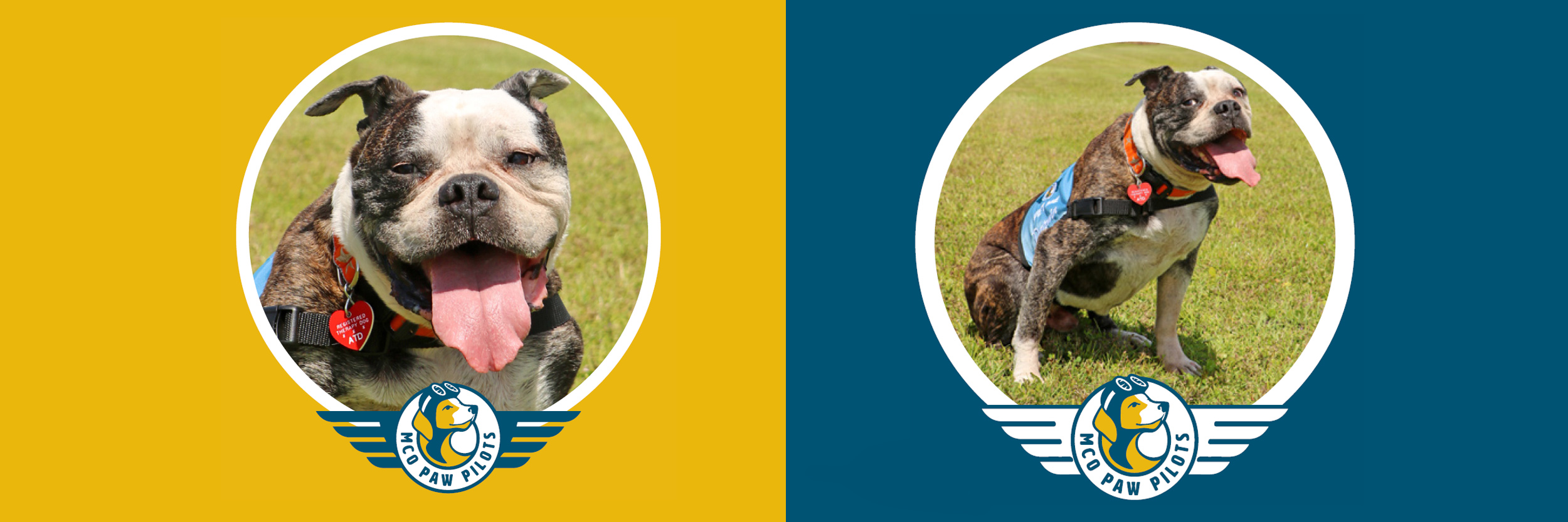MCO Paw Pilots retired dog DARWIN.