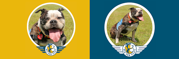 MCO Paw Pilots retired dog DARWIN.