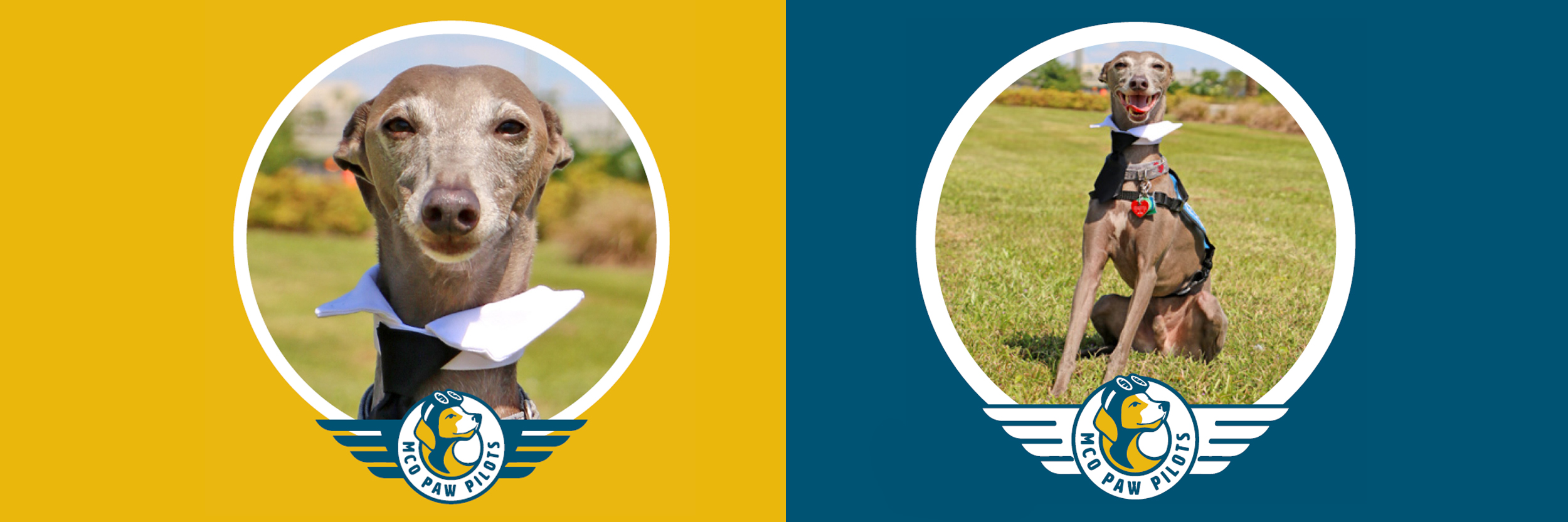 MCO Paw Pilots active dog GANDALF.