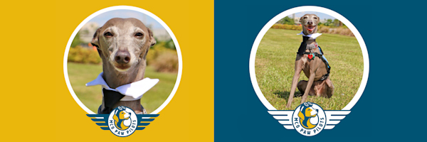 MCO Paw Pilots active dog GANDALF.
