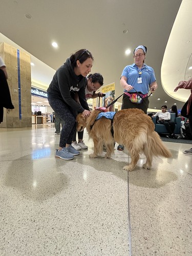 MCO Paw Pilots 2024 dog VICTOR being petted by people inside MCO terminal.