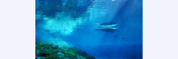 Silver Springs