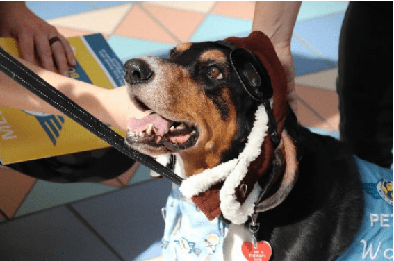 Dog-photo-paw-pilots-1-2024-09-30