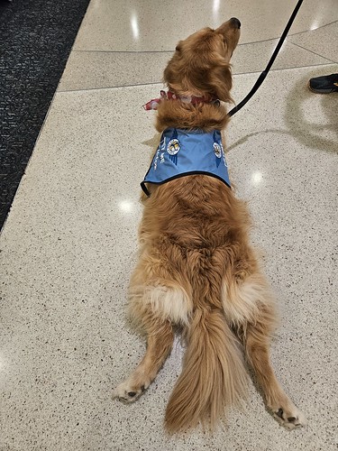 MCO Paw Pilots 2024 dog VICTOR sitting on the floor inside a MCO terminal.

