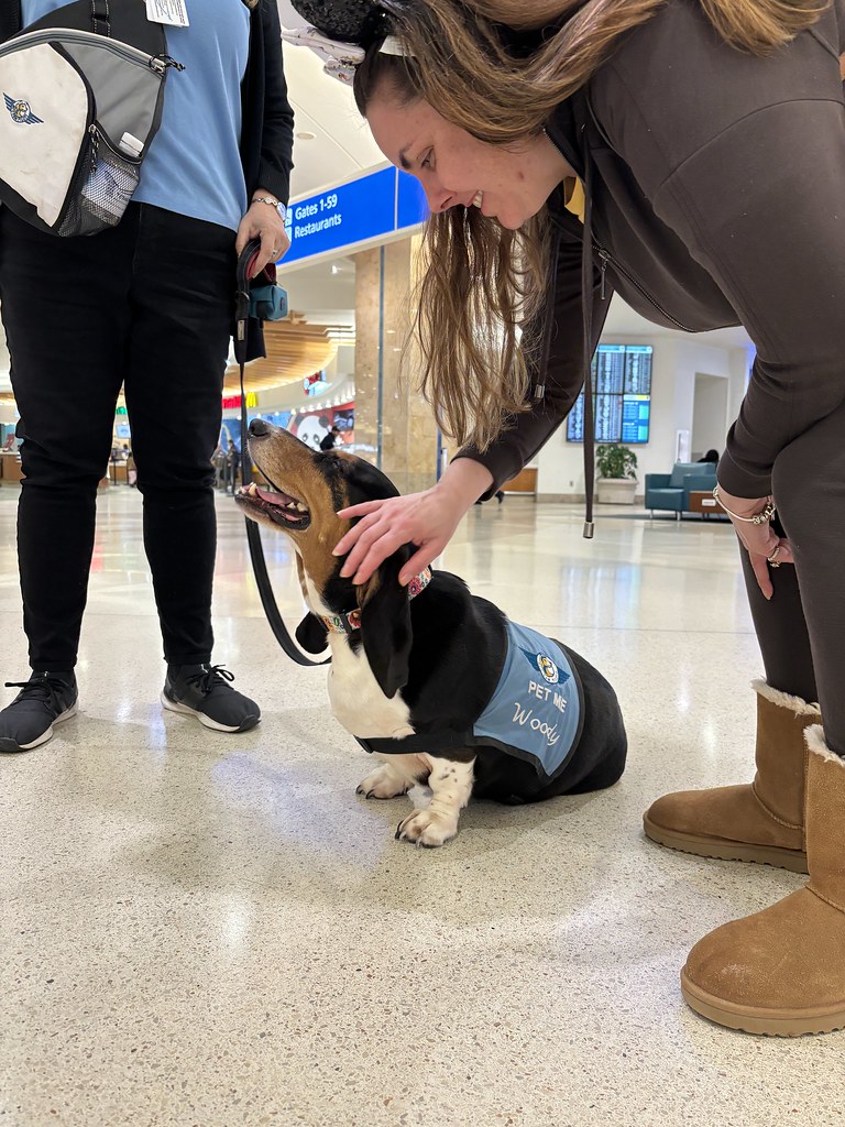 MCO Paw Pilots 2024 dog WOODY  sitting on the floor in a terminal at MCO being petted by people.